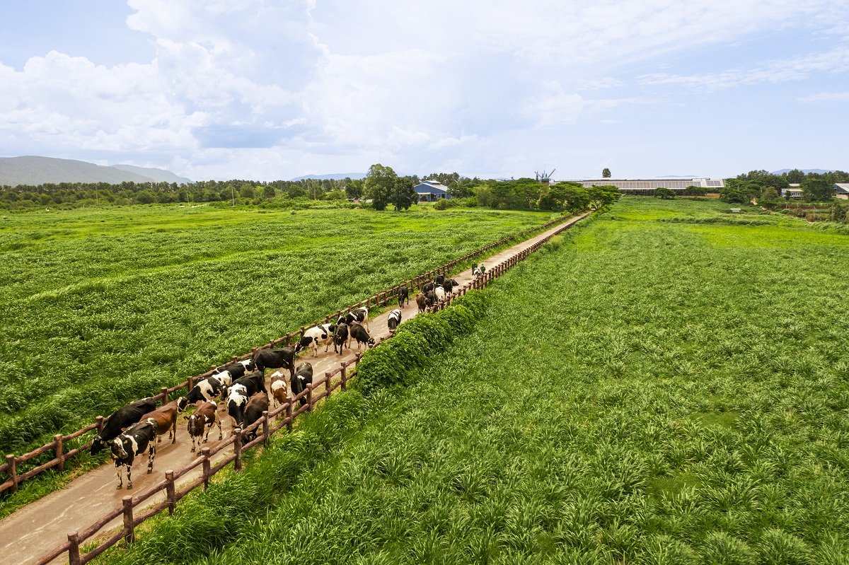 50 năm Vinamilk: Khi “đạt chuẩn” chưa phải là điểm dừng